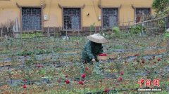 湖南江华水口镇小玫瑰撬动大产业 铺